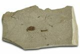 Fossil Insect (Crane Fly and Beetle) Plate - Utah #368767-1